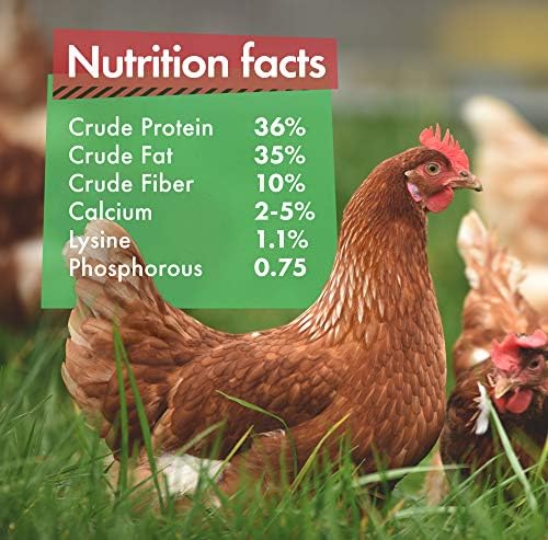 GrubTerra Doğal Sağlıklı Tavuk Muameleleri, ABD ve Kanada'da Yapılan Siyah Asker Sinek Larvaları, Tavuk, Ördek ve Yabani Kuşlar